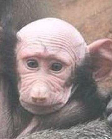 ინტერმედიელებო ვის გაგონებთ ეს მაიმუნი? სურათი რუსული საიტიდან