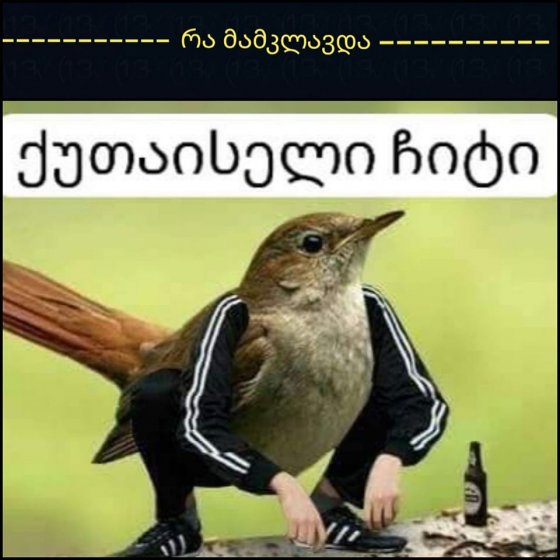 ქუთაისელი ჩიტი