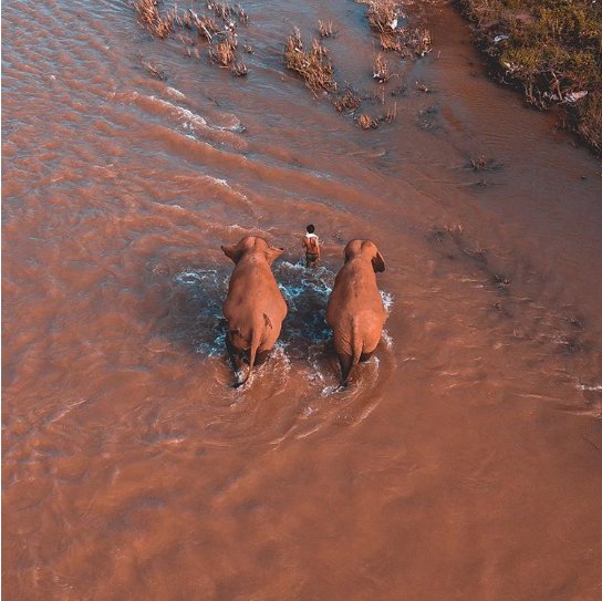 ადგილობრივი ინდოელი სპილოებთან ერთად მდინარეს კვეთს...