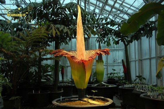 ყველაზე  დიდი ყვავილი მსოფლიოში-ამორფოფალუსი