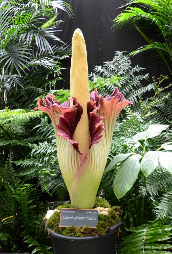 ამორფოფალუსი-ყველაზე  მაღალი ყვავილი მსოფლიოში