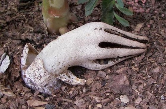 ეშმაკის  თითები-გასაოცარი მცენარე