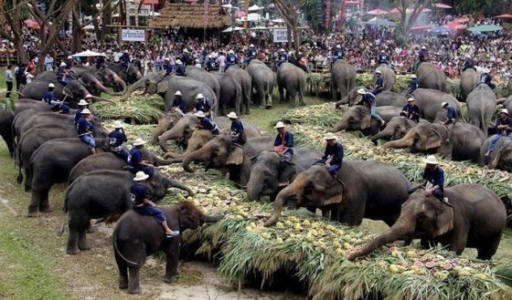 სპილოების დღესასწაული ტაილანდში