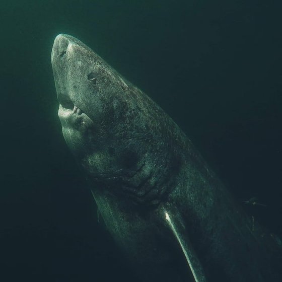 მსოფლიოში ყველაზე ხნიერი ზვიგენი, რომელიც მეცნიერების გათვლებით  392 წლისაა