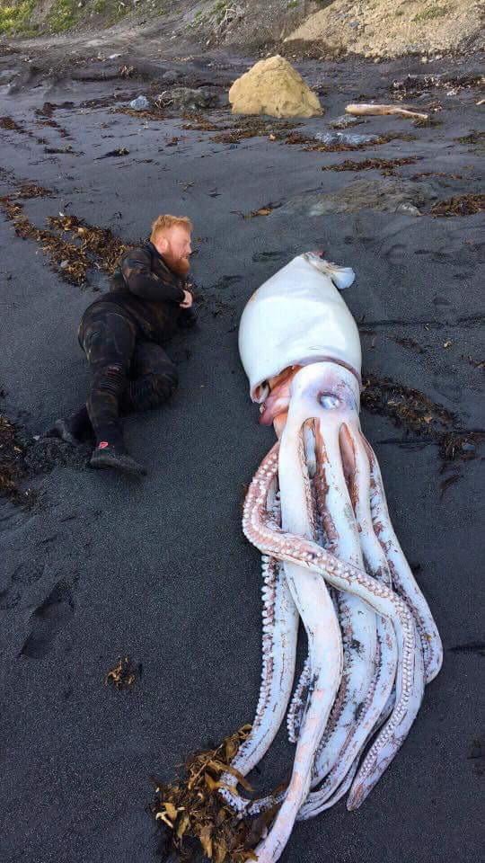 უზარმაზარი კალმარი ახალი ზელანდიის სანაპიროზე
