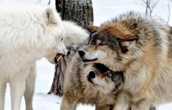 გგონიათ ძუ მგელი თავს აფარებს მამრს და შეშინებულია? - აი, რა ხდება სინამდვილეში