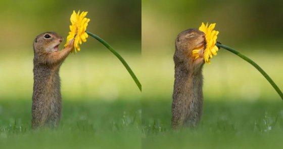 გერმანელმა ფოტოგრაფმა დიკ ვან დოიჯიმ გადაიღო ციყვის ემოცია, როცა მან ყვავილის სუნი იგრძნო