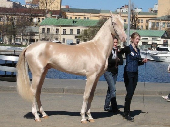 ახალთექური ჯიშის ცხენი, რომლის ღირებულება ახალი "როლს-როისის" ფასს უტოლდება