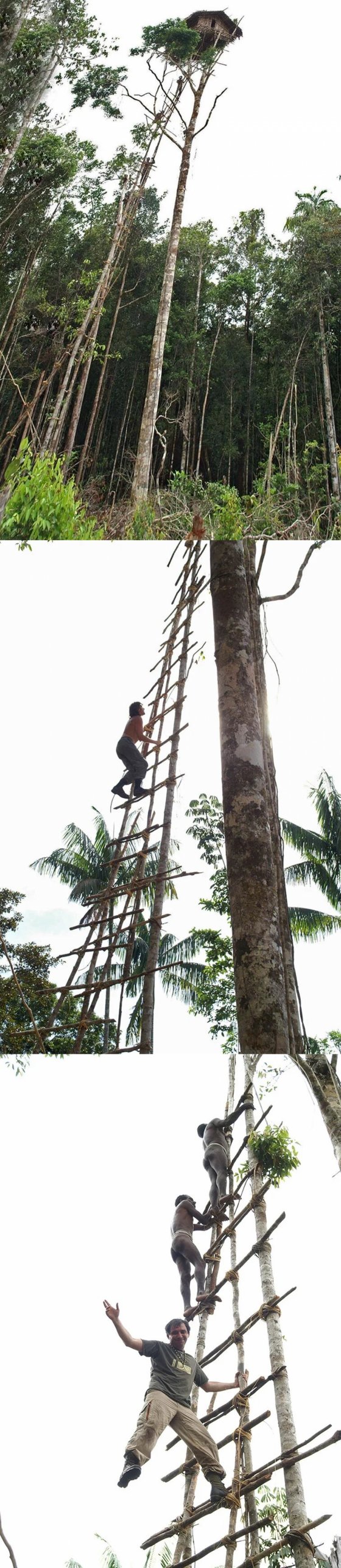 მხეცებისგან თავის დასაცავად, აი როგორ წარმოუდგენელ სიმაღლეზე აშენებენ ბუშმენები სახლებს ხეებზე