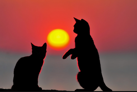 კნუტები მზის ჩასვლისას