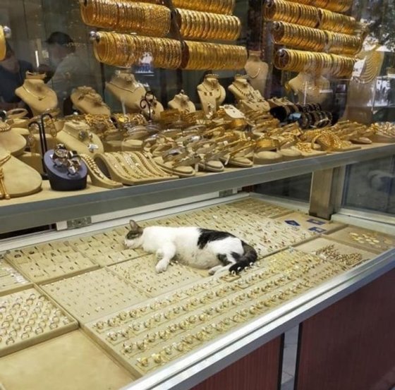 ყველაზე მდიდარი კატა მსოფლიოში