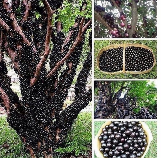 ხეებზე უცნაურად მზარდი და პირდაპირ ტორებზე მიკრული ყურძენი -ჯაბოკიკაბა