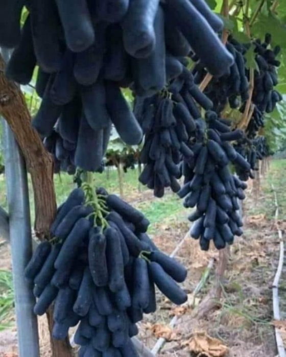 შავი საფირონი (ყურძენი)