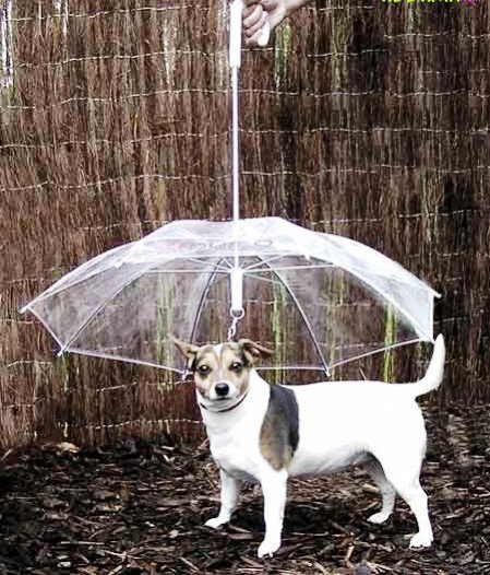 ქოლგა თქვენი ძაღლისათვის