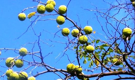 მაკლიურა (ადამის ვაშლი) - სამკურნალო მცენარე