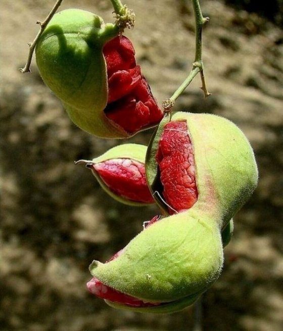 პიტეცელობიუმი, იგივე მანილის ტამარინდი - ეგზოტიკური ხილი