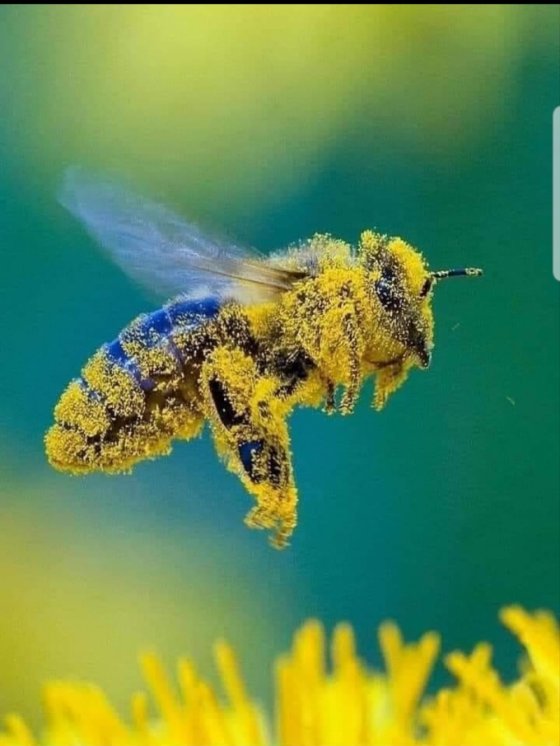 დატვირთული სამუშაო დღის ბოლოს ფუტკარი ასე გამოიყურება