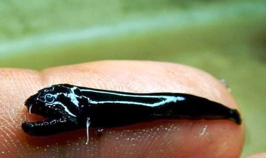 შავი "ექსტრემი"- თევზის ახალი სახეობა, რომელიც ავსტრალიის წყალქვეშა ვულკანებში აღმოაჩინეს