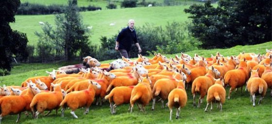 ინგლისელმა ფერმერმა  800 ცხვარი ნარინჯისფრად შეღება, რათა არ მოეპარათ.