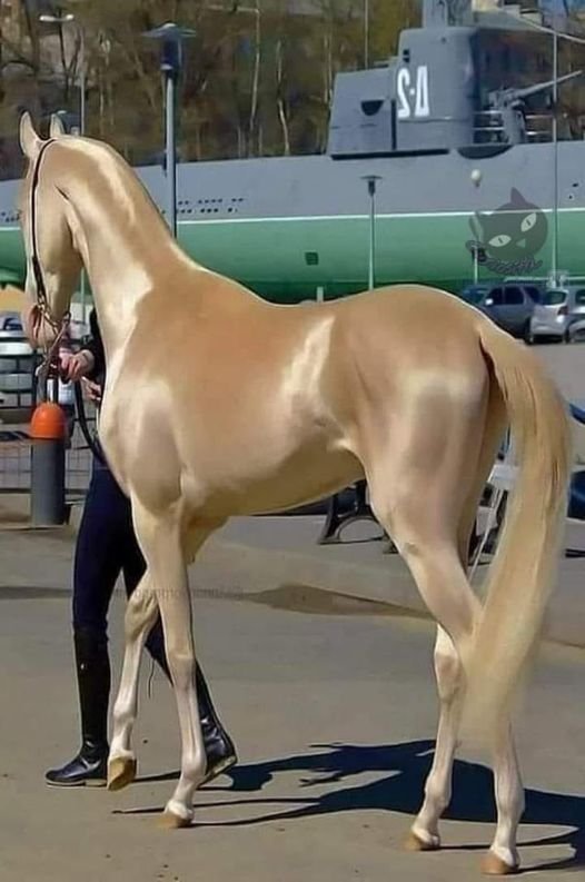 "ოქროს" ცხენი