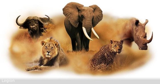აფრიკის ცხოველთა "დიდი ხუთეული" : ლომი, სპილო, კამეჩი, ლეოპარდი და მარტორქა