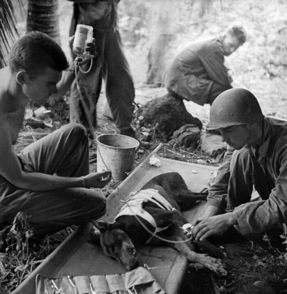 ამერიკელი ჯარისკაცები დაჭრილ ძაღლს მკურნალობენ ოროტეს ნახევარკუნძულზე.  ეჟენი სმიტი. 1944 წ