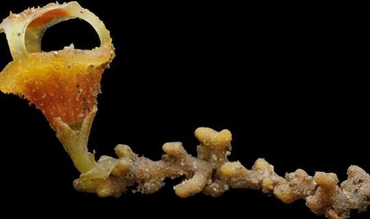 უახლესი აღმოჩენა: უფოთლო ყვავილი, რომელიც სოკოს ხარჯზე ცხოვრობს (მალაიზია)