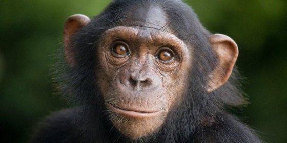 შიმპანზე ერთადერთი ცხოველია, რომელიც სცნობს თავის თავს სარკეში