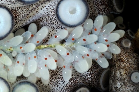 რვაფეხას კვერცხუჯრედების გროვა - წააგავს ველურ, უცხო ყვავილს