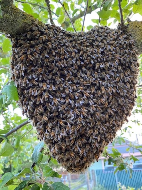 ველური ფუტკრები