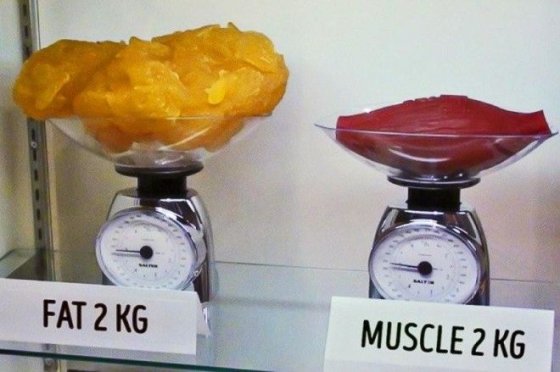 როგორ გამოიყურება 2 კგ კუნთის და 2 კგ ქონის მასა