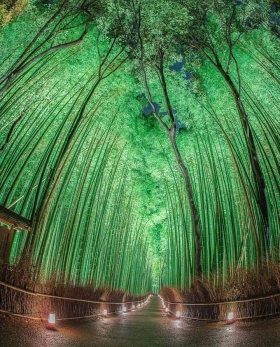 ბამბუკის ტყე, იაპონია.