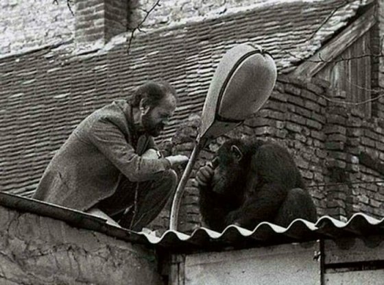 ბელგრადის ზოოპარკის დირექტორი ცდილობს დაარწმუნოს  შიმპანზე სახელად სამი სახლში დაბრუნების თაობაზე, მ
