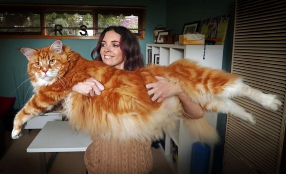 მსოფლიოში ყველაზე დიდი კატა