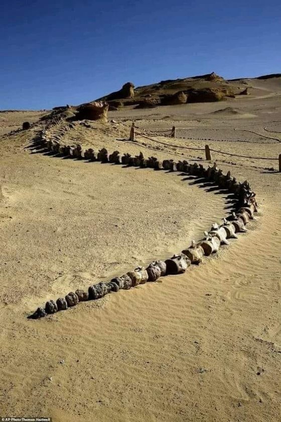 ეგვიპტის უდაბნოში, ვადი ალ-ჰიტანში 37 მილიონი წლის ვეშაპის ჩონჩხის ნამარხი აღმოაჩინეს