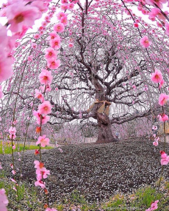 იაპონური ბლის ხე