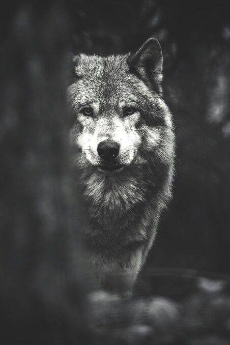მგელი