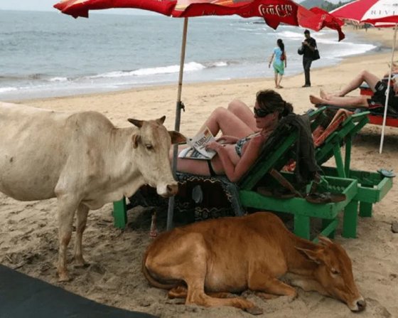ძროხებსაც მოუნდათ დასვენება ზღვაზე, თან ქოლგის ქვეშ