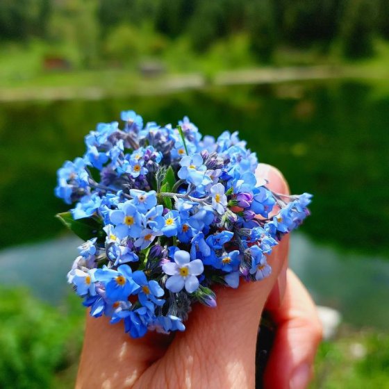 სილამაზე