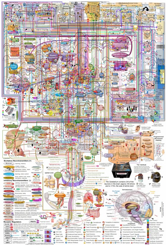ტვინის რუკა