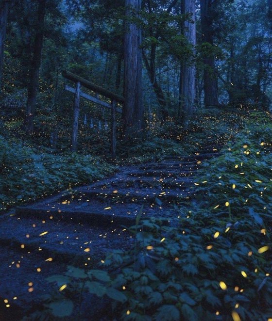 ციცინათელები ტყეში - ნაგანო, იაპონია