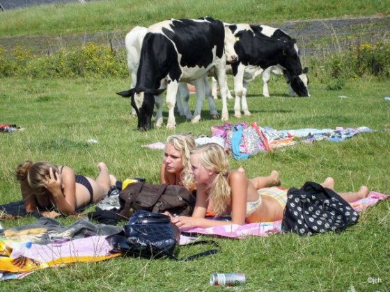 ძროხები უფრო სუფთად არიან, ვიდრე ეს "მენაგვე" გოგოები
