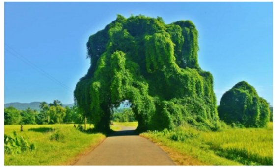 წმინდა მანგოს ხე, რომელიც უკვე 100 წელზე მეტია იზრდება