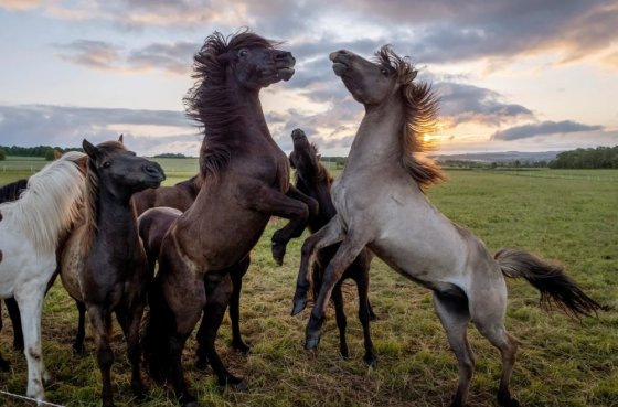 ცხენები მზის ამოსვლის ფონზე, ფრანკფურტი, გერმანია