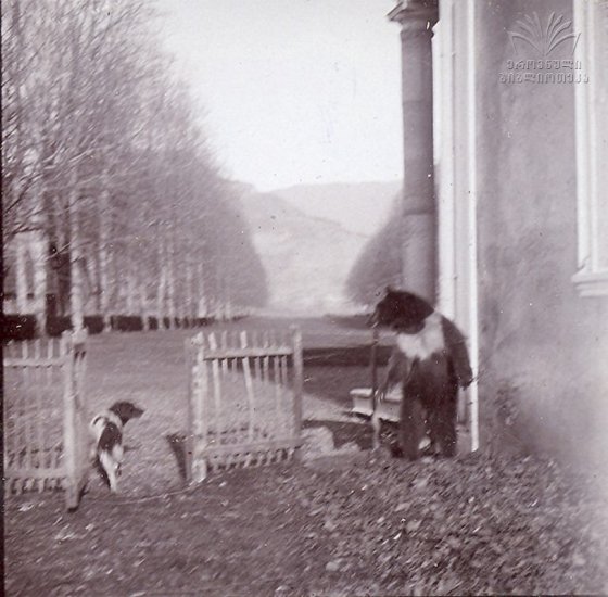 ძაღლი და დათვი დადიანების სასახლის ეზოში სოფელ სალხინოში