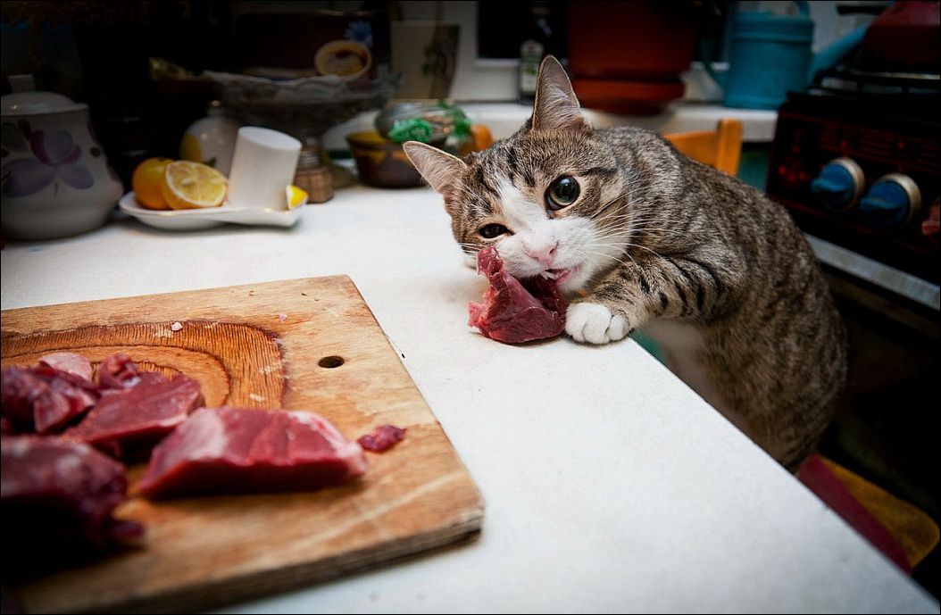 Что тех мест голодный рыскал. Голодный кот. Голодный котенок. Голодный кот смешно. Толстый голодный кот.