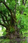 რვაასწლოვანი ცაცხვის ხე / ლაილაში / "ლეჩხუმი"