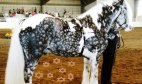ნაცრისფერი პინტო - ყველაზე ლამაზი ცხენი