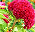 ქათმისქოჩორა (Celosia spp.), იმერულად – ხავერდის ყვავილი.