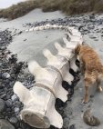 სიცოცხლის ბოლო დღემდე ეყოფა იმხელა ძვალი იპოვა შოტლანდიის სანაპიროზე ამ ძაღლმა